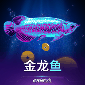 金龙鱼