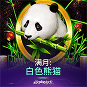 满月: 白色熊猫