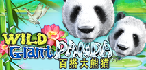 Wild Giant Panda