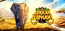 African Elephant