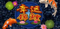Lucky Koi