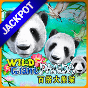 Wild Giant Panda-img