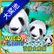 Wild Giant Panda-img